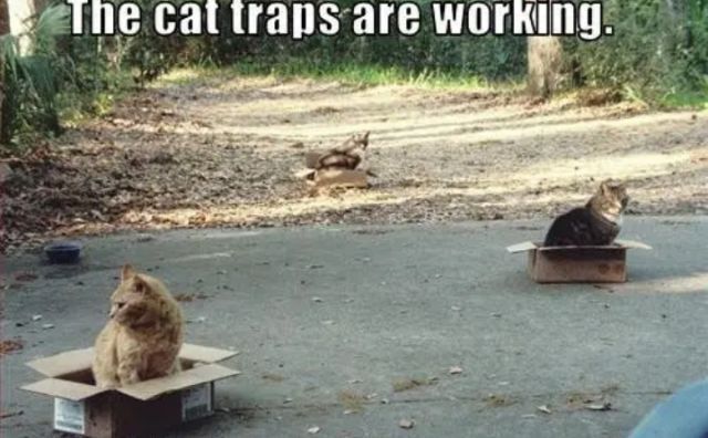 Ine cat traps are Work
