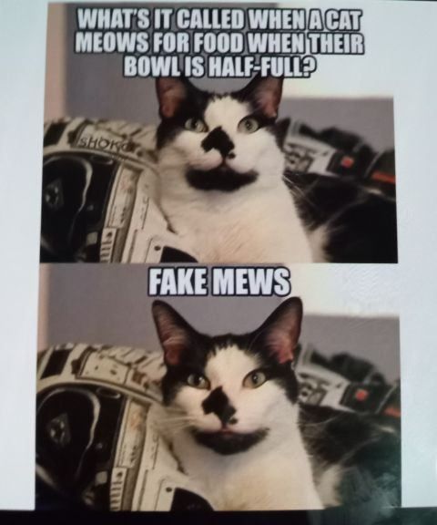 WHATS IT CALLED WHENAICAT MEOWS FOR FOOD WHENTHEIR BOWLIS HALF FULL