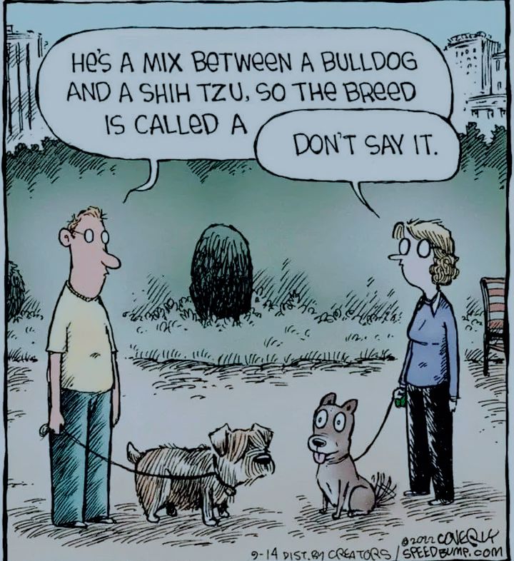 HES A MIX BETWERN A BULLDOG AND A SHIH TZU S0 THR BRRED