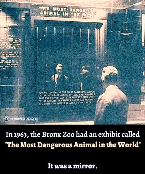 In 1963 the Bronx Zoo had an exhibit called The Most Dangerous Animal in the World It was a mirror