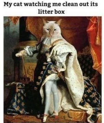 My cat watching me clean out its litter box