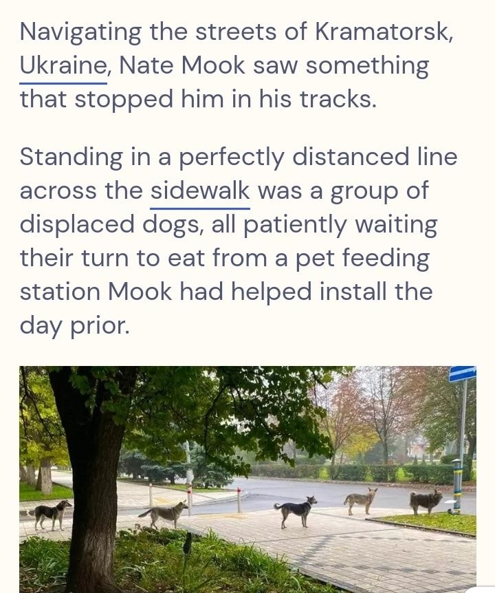 Navigating the streets of Kramatorsk Ukraine Nate Mook saw something that stopped him in his tracks Standing in a perfectly distanced line across the sidewalk was a group of displaced dogs all patiently waiting their turn to eat from a pet feeding station Mook had helped install the day prior