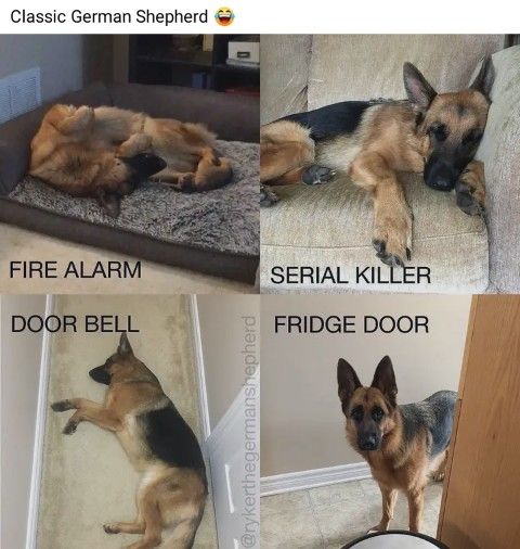 Classic German Shepherd FIRE ALARI DOOR BELL 7 4 SERIAL Ku_ER FRIDGE DOOR