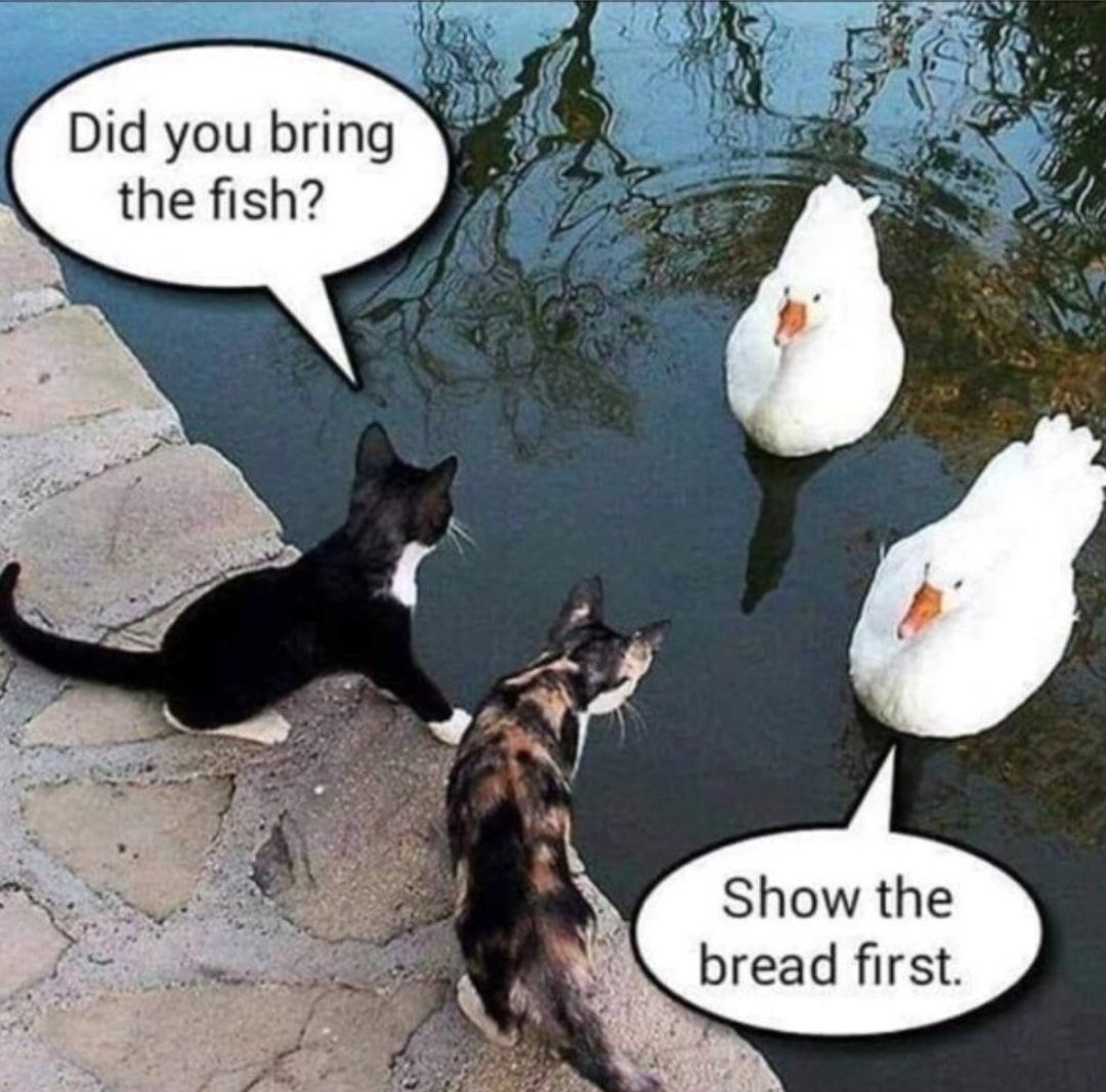 Did you bring the fish Show the bread first