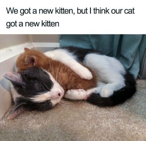 We got a new kitten but I think our cat gota new kitten