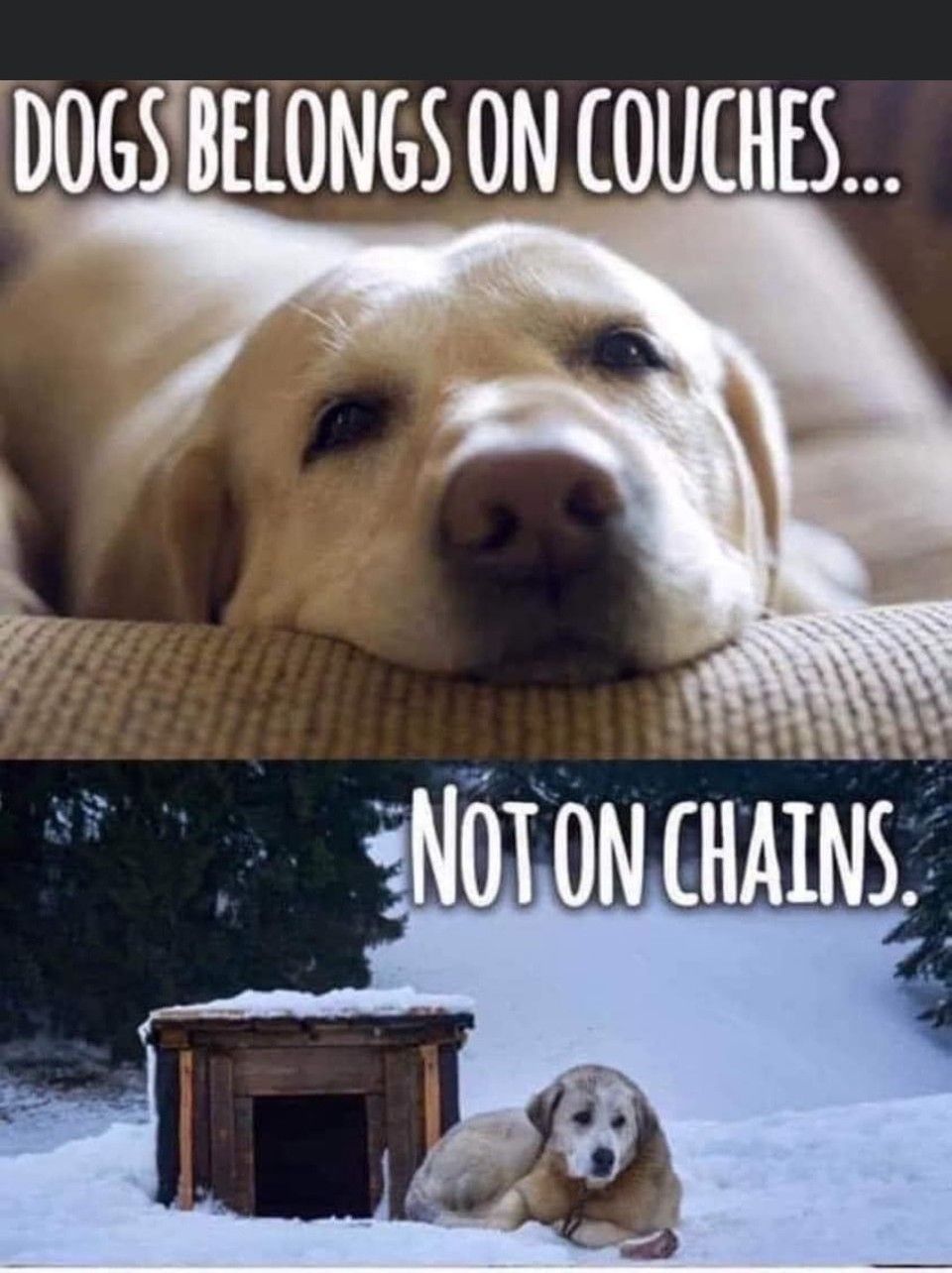 DOGSBELONGS ON COUCHES