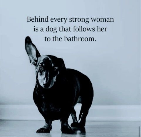 Behind every strong woman is a dog that follows her to the bathroom ook comAWeetPeopleRock