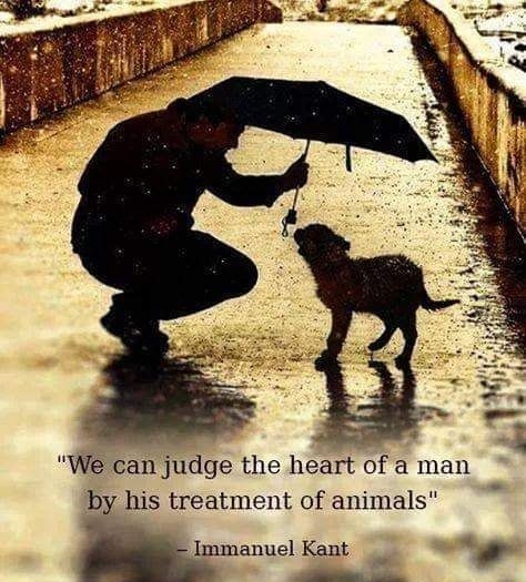 We can judge the heart of a man by his treatment of animals Immanuel Kant