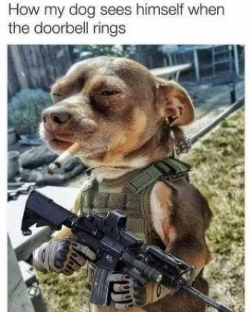 How my dog sees himself when the doorbell rings