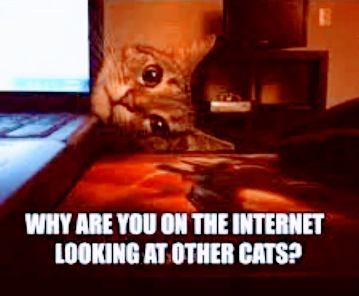 I oy J i_ o t WHY ARE YOU ON THE INTERNET LOOKING AT OTHER CATS