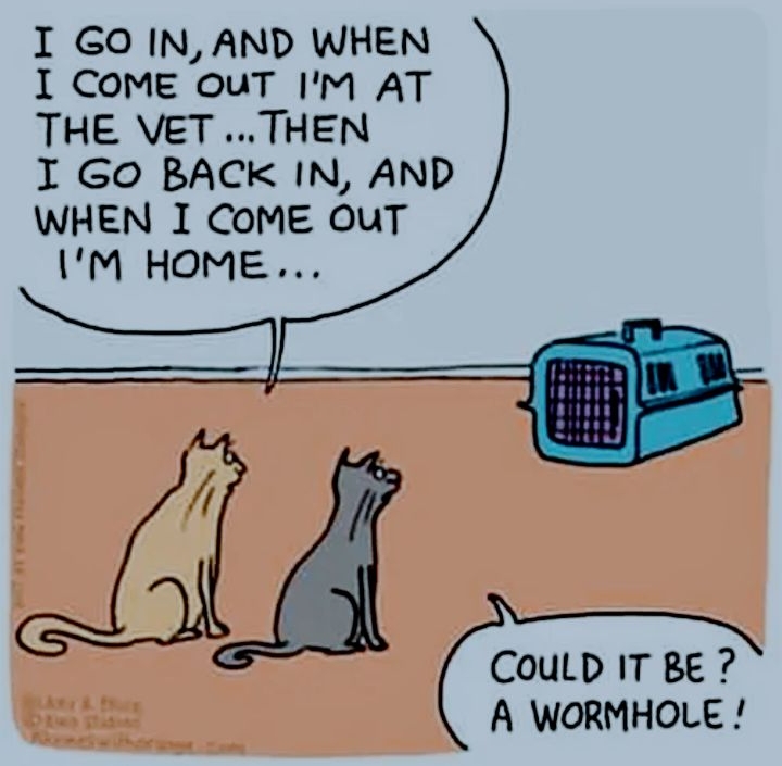 Animania Galleria Follow I GO IN AND WHEN 1 COME ouT IM AT THE VET THEN I Go BACK IN AND WHEN I COME OuT IM HOME CouLD IT BE A WORMHOLE
