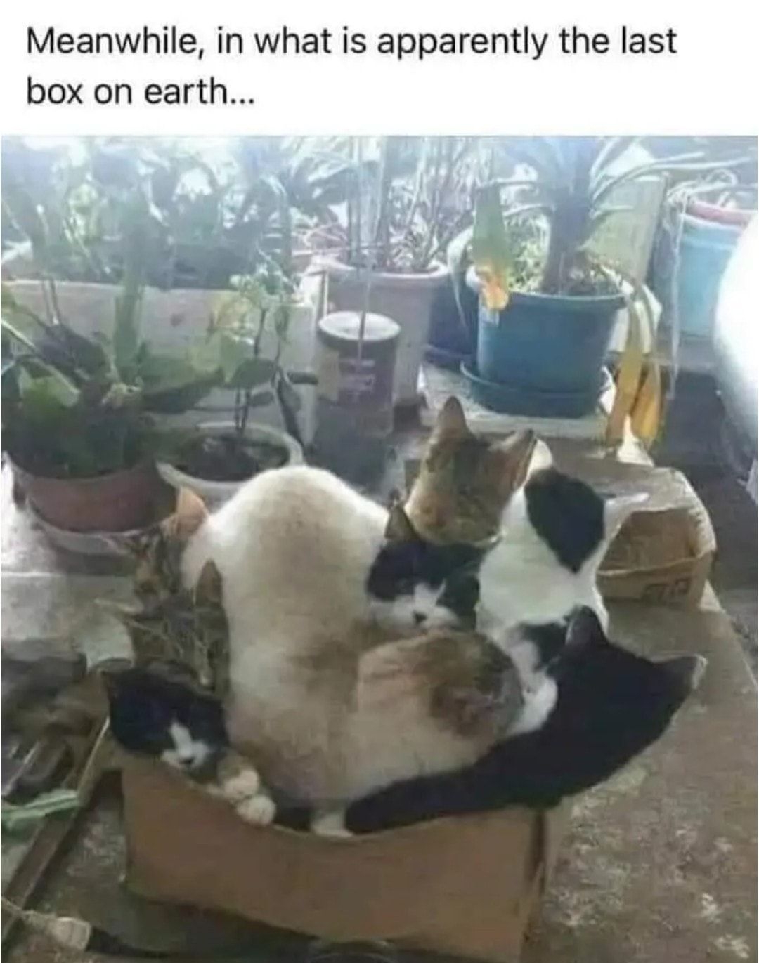 Meanwhile in what is apparently the last v