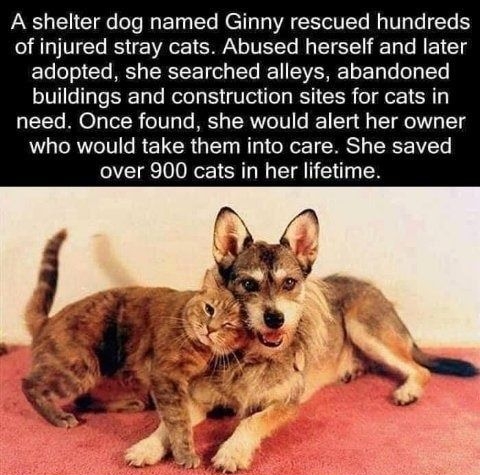 A shelter dog named Ginny rescued hundreds of injured stray cats Abused herself and later adopted she searched alleys abandoned buildings and construction sites for cats in need Once found she would alert her owner who would take them into care She saved over 900 cats in her lifetime
