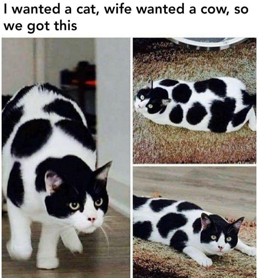 wanted a cat wife wanted a cow so we got this