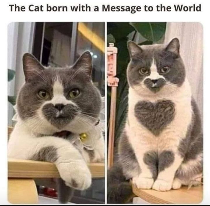 The Cat born with a Message to the World