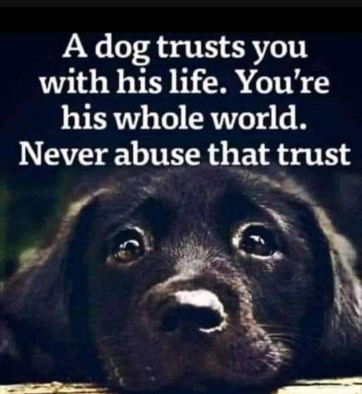 A dog trusts you with his life Youre S VIRV o Lo CRTT05 o Never abuse that trust