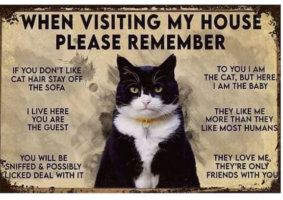 WHEN VISITING MY HOUS PLEASE REMEMBER IF YOU DONT LIKE TO YOU AM CAT HAIR STAY OFF THE CAT BUT HERE THE SOFA 1AM THE BABY 1LIVE HERE 3 THEY LIKE ME YOU ARE MORE THAN THEY THE GUEST LIKE MOST HUMAN YOU WILL BE THEY LOVE ME NIFFED POSSIBLY i THEYRE ONL CKED DEAL WITH IT FRIENDS WITH YO
