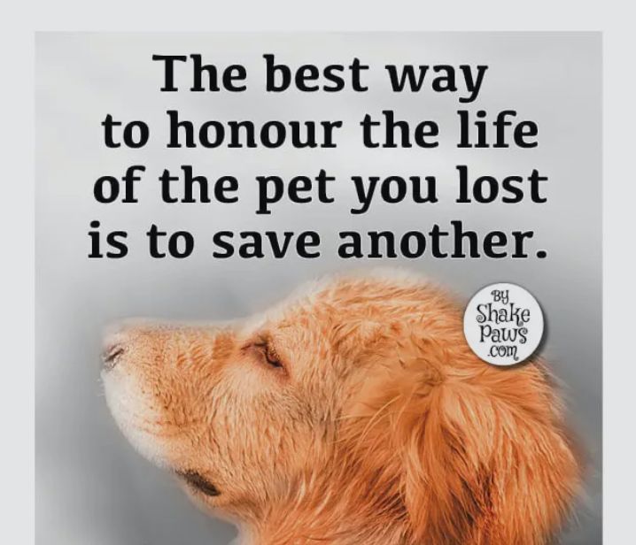 The best way to honour the life of the pet you lost is to save another
