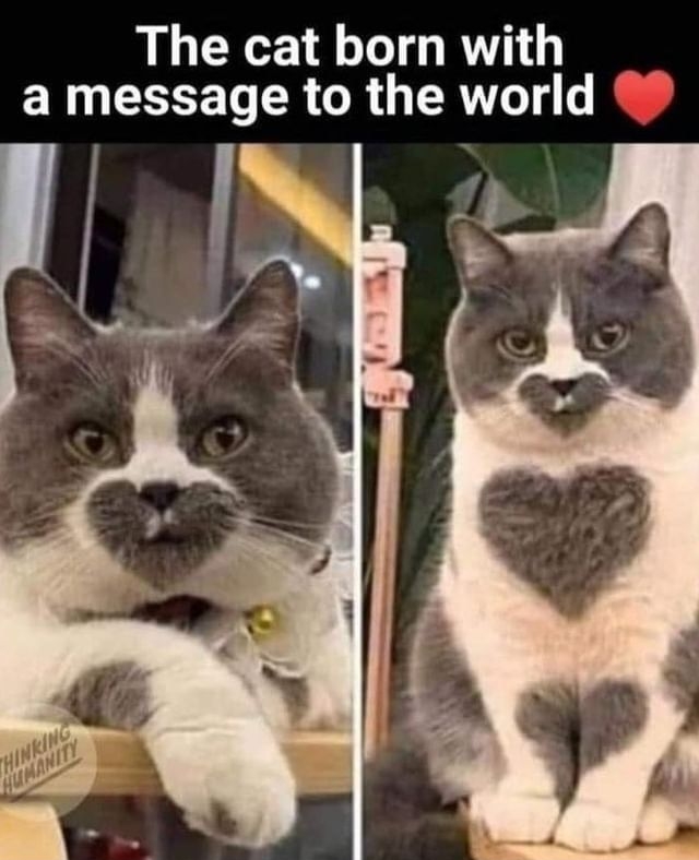 The cat born with ERY LT R R G RN