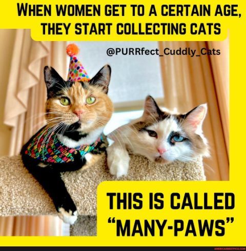 WHEN WOMEN GET TO A CERTAIN AGE THEY START COLLECTING CATS PURRfect_CuddlyChts k P B N o THIS IS CALLED MANY PAWS