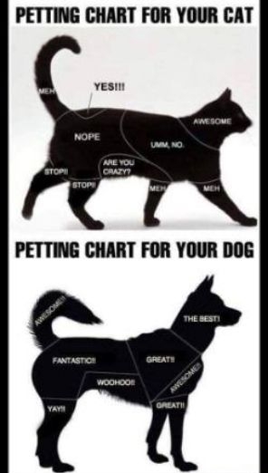 PETTING CHART FOR YOUR CAT YESIN PETTING CHART FOR YOUR DOG