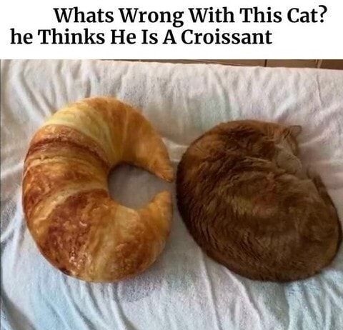 Whats Wrong With This Cat he Thinks He Is A Croissant