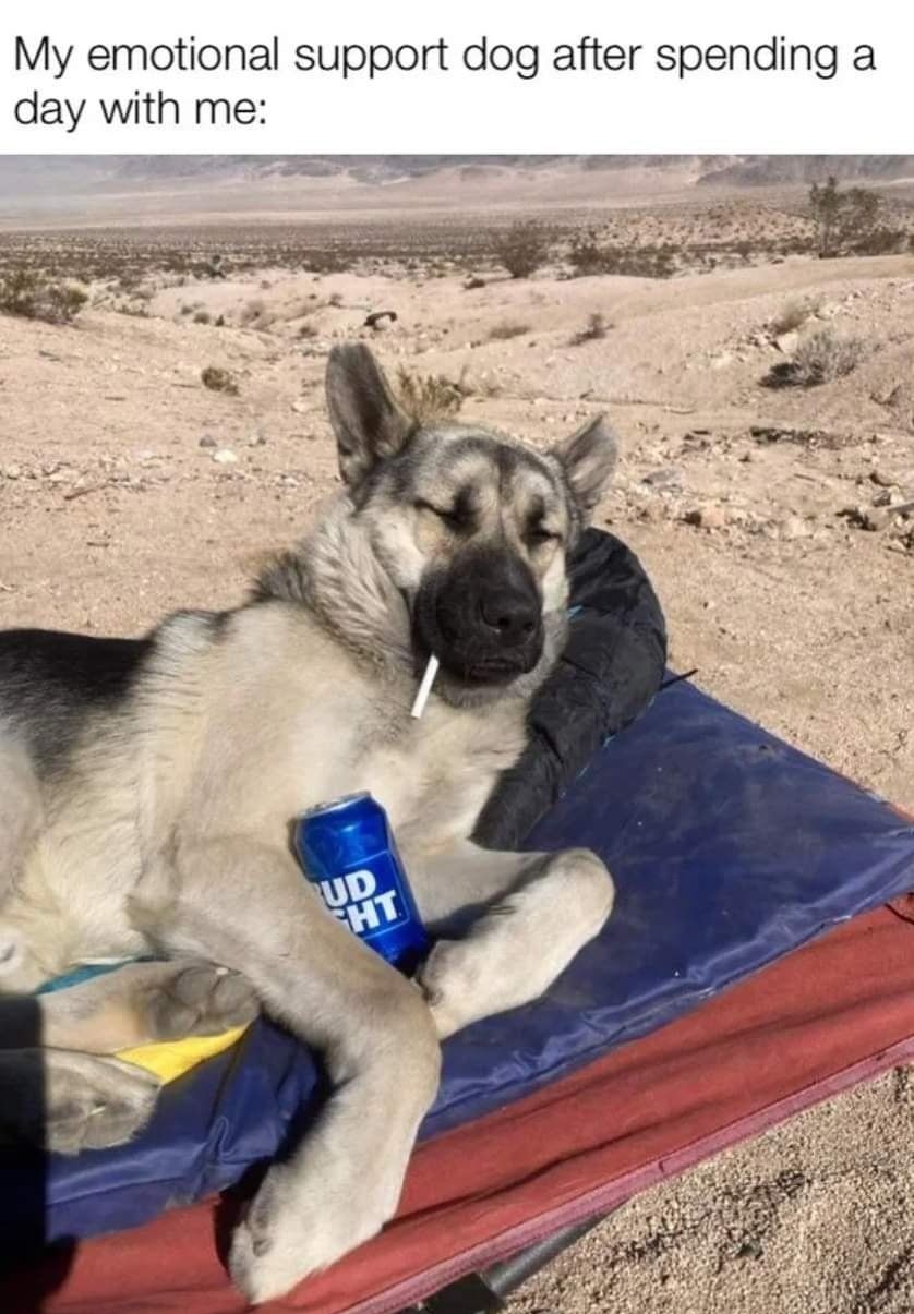 My emotional support dog after spending a day with me