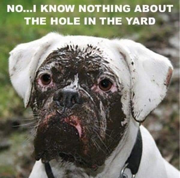 NO KNOW NOTHING ABOUT THE HOLE IN THE YARD