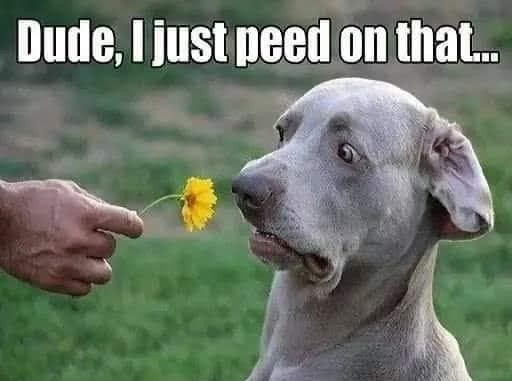 Dude just peed on that