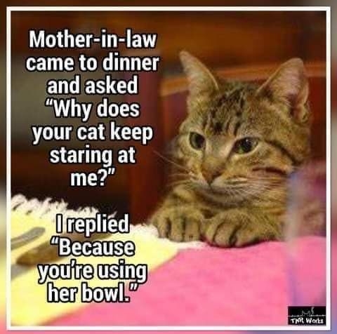 Mother in law e RO T and asked A LGS your cat keep SELTE