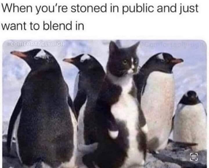 When youre stoned in public and just want to blend in