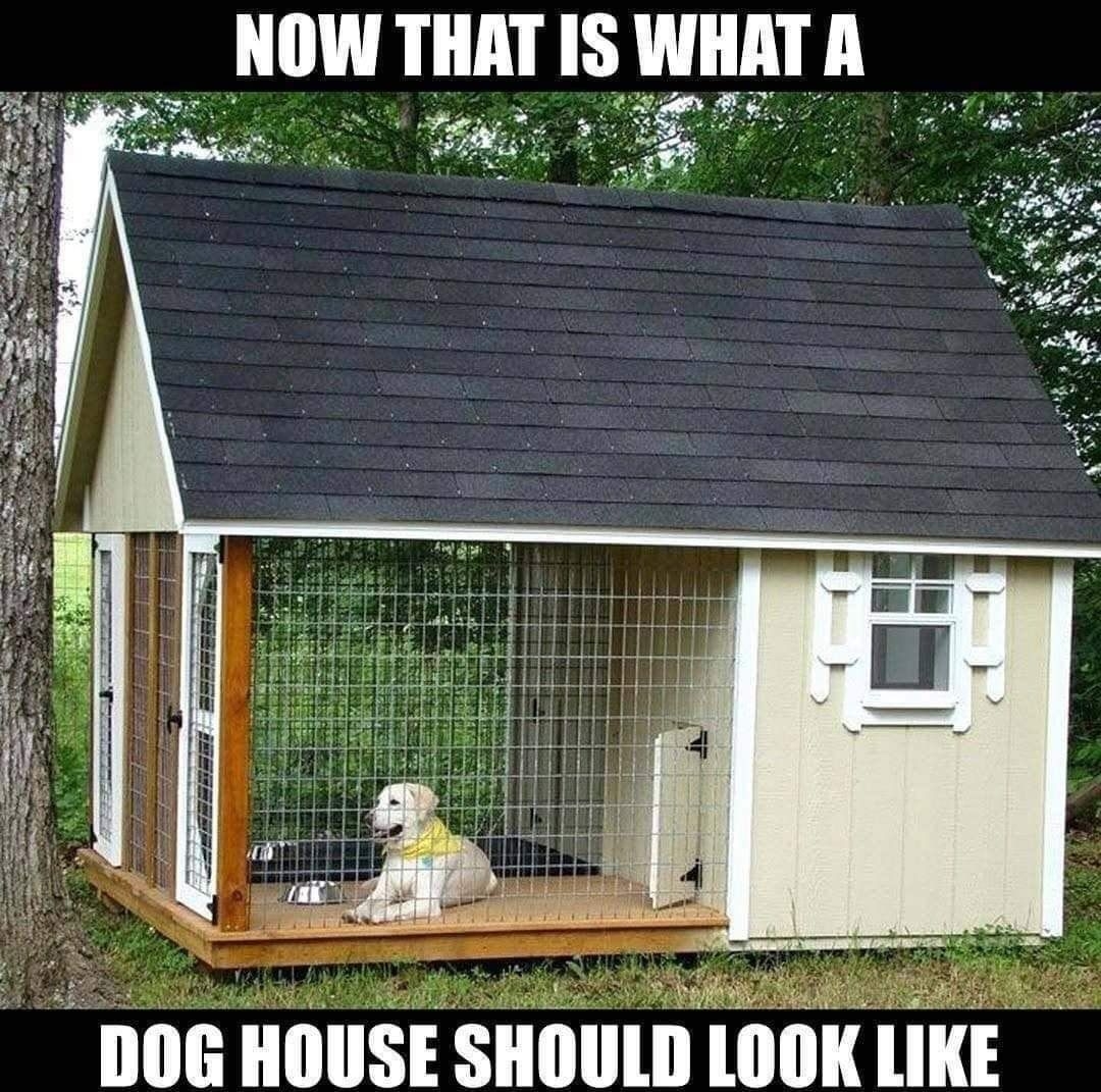 e OW THAT IS WHATA A P DOG HOUSE SHOULD LOOK LIKE