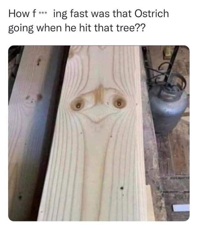 How f ing fast was that Ostrich going when he hit that tree