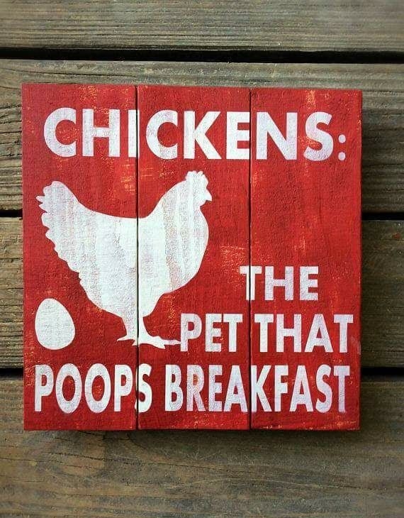 CHICKENS THE Y PETTHAT POOPS BREAKFAST