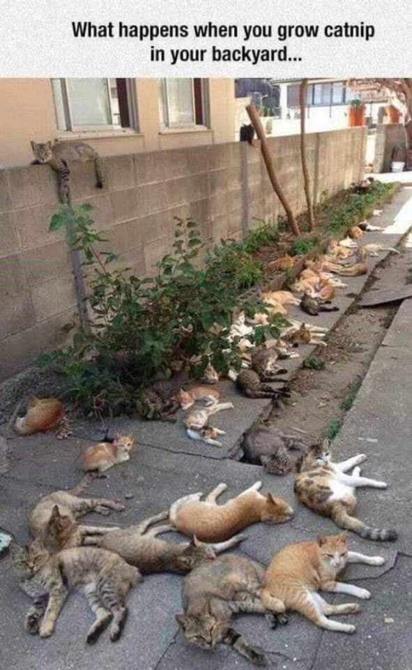 What happens when you grow catnip in your backyard