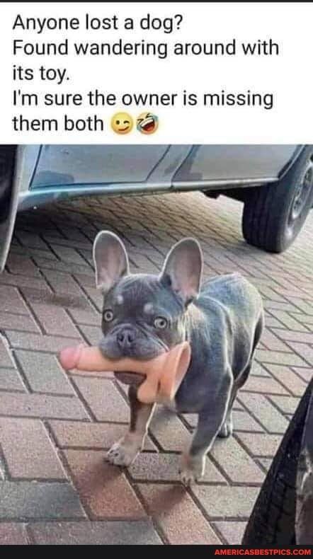 Anyone lost a dog Found wandering around with its toy Im sure the owner is missing them both 2
