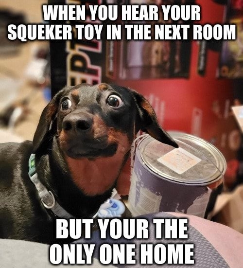 SSWHEN YOU HEAR YOUR SQUEKER TOY IN THE NEXT ROOM i u d