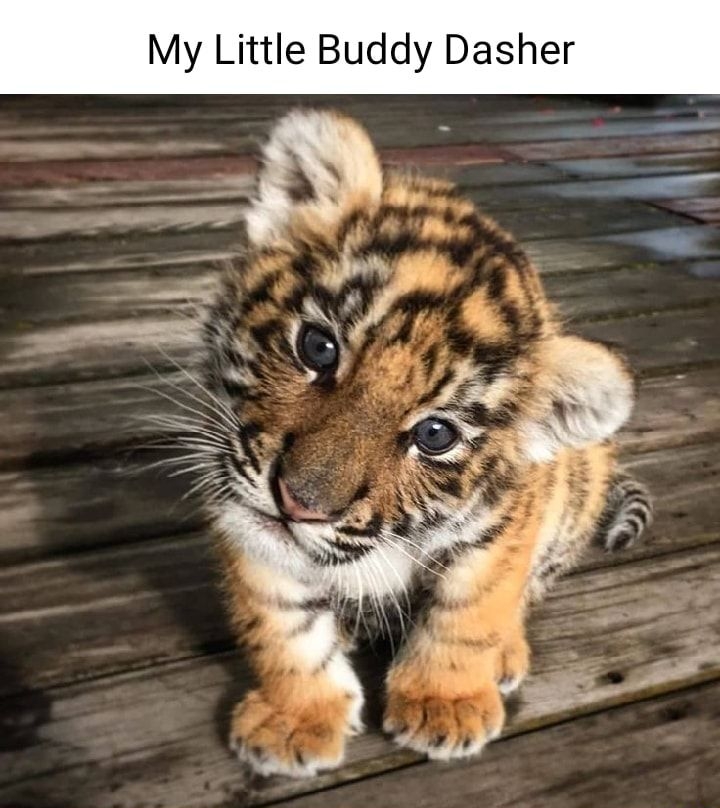 My Little Buddy Dasher