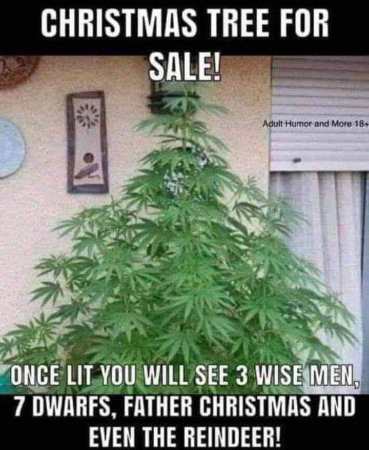 CHRISTMAS TREE FOR 1l 7 WHFS FMHEH EHHlSTMIlS AlID EVEN THE REINDEER CocoFun