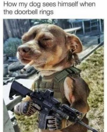 How my dog sees himself when the doorbell rings