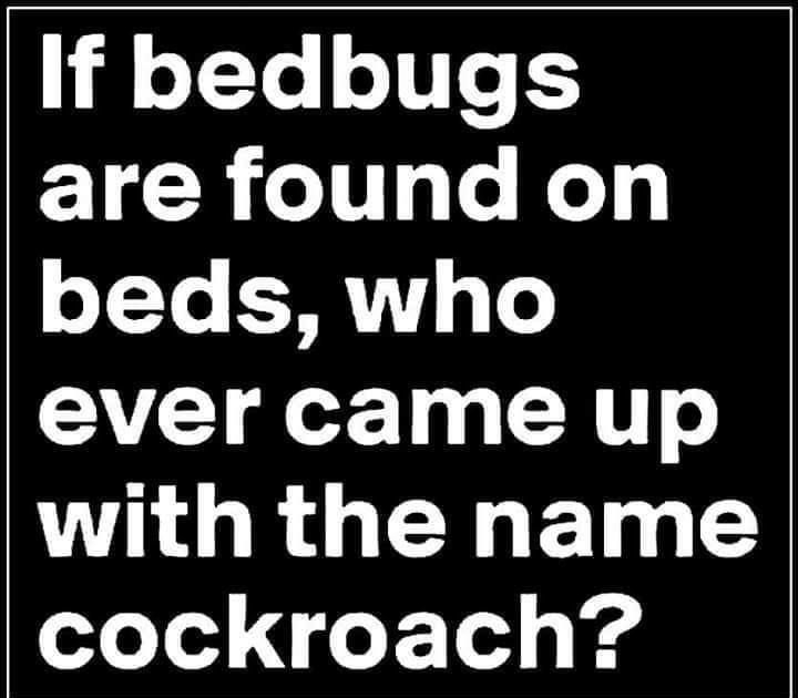 If bedbugs are found on oYo SFRTIV 4 To ever came up NG RUELEINE oeTeYed o Y14 g