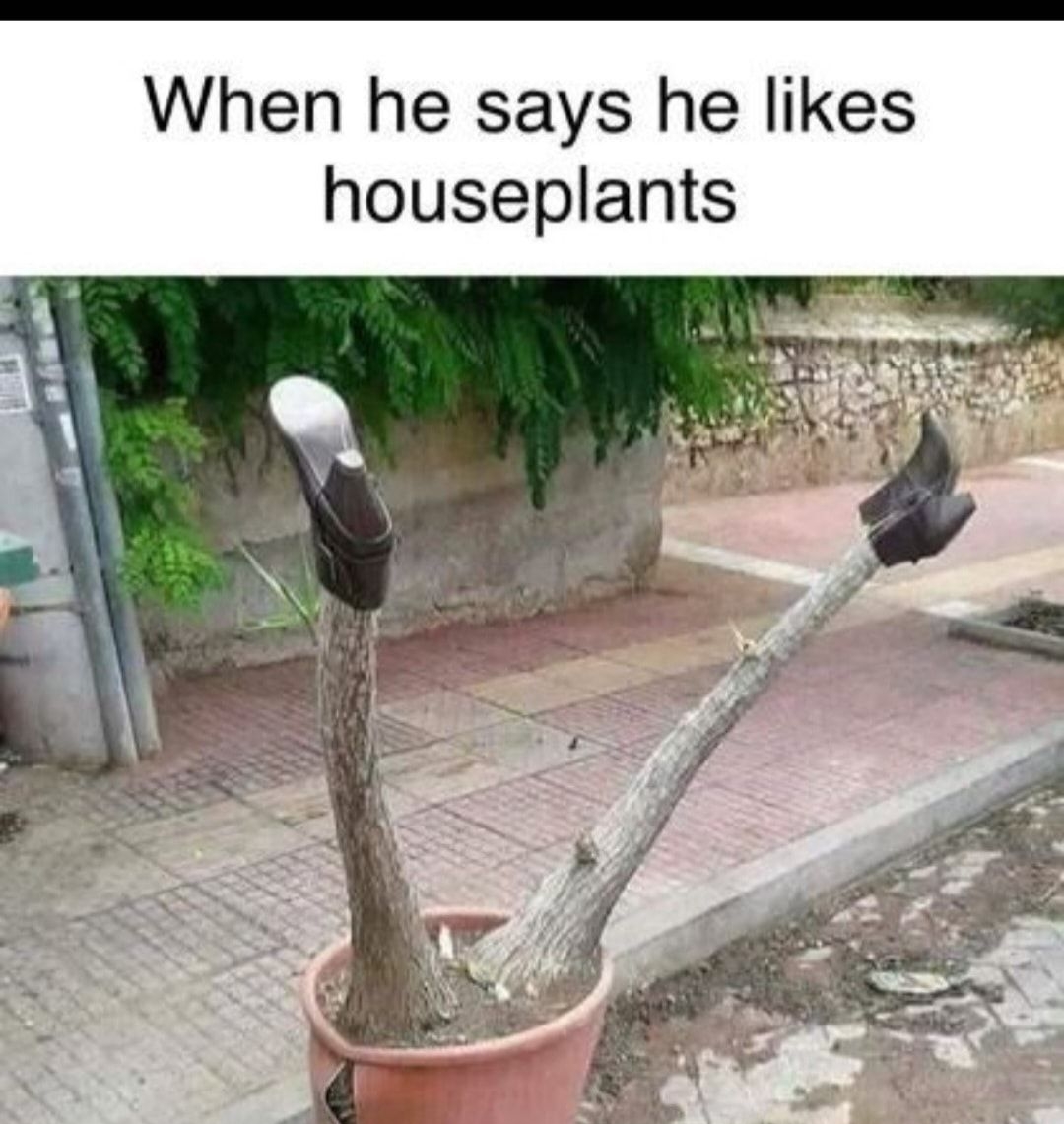 When he says he likes houseplants