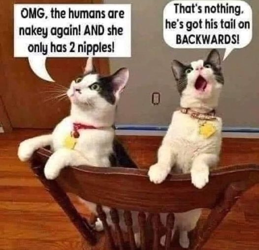 OMG the humans are heTt silgn nakey again AND she only has 2 nipples BACKWARDS