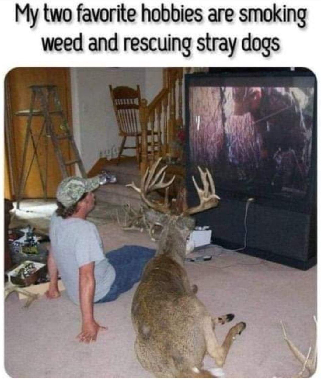 My two favorite hobbies are smoking weed and rescuing stray dogs