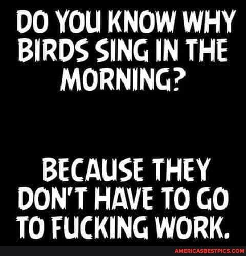 DO YOU KNOW WHY BIRDS SING IN THE MORNING BECAUSE THEY DONT HAVE TO GO TO FUCKING WORK