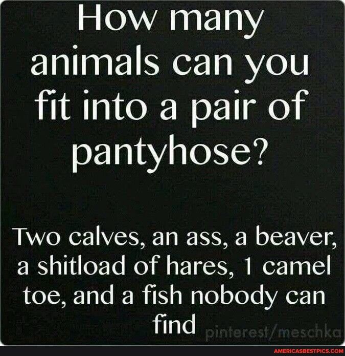 How many animals can you fit into a pair of pantyhose Two calves an ass a beaver a shitload of hares 1 camel LOTSRE 136 IF I s W Te o ToTe YAeZ i find
