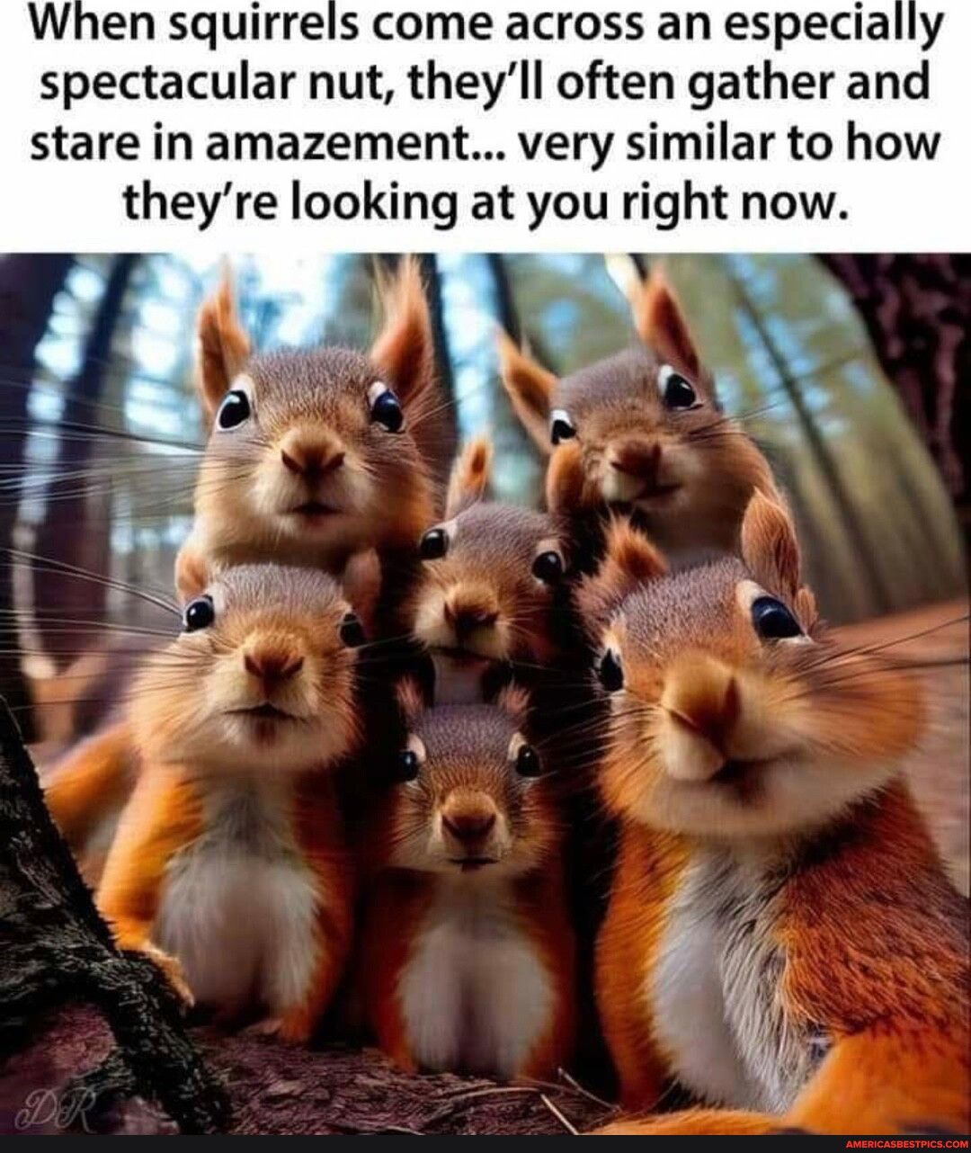 When squirrels come across an especially spectacular nut theyll often gather and stare in amazement very similar to how theyre looking at you right now N