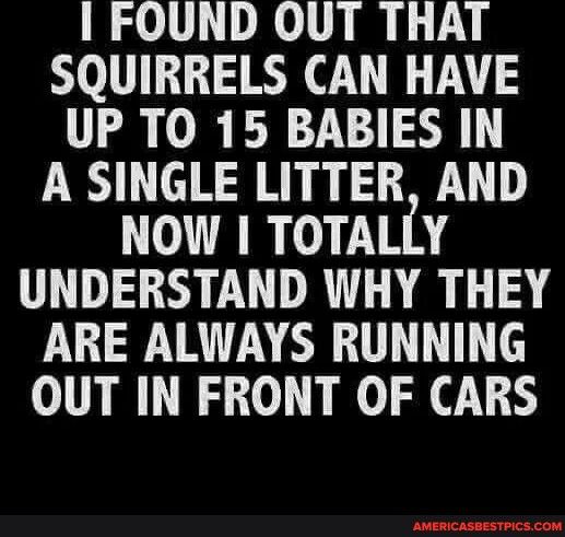I FOUND OUT THAT SQUIRRELS CAN HAVE UP TO 15 BABIES IN A SINGLE LITTER AND TER TN UNDERSTAND WHY THEY ARE ALWAYS RUNNING OUT IN FRONT OF CARS