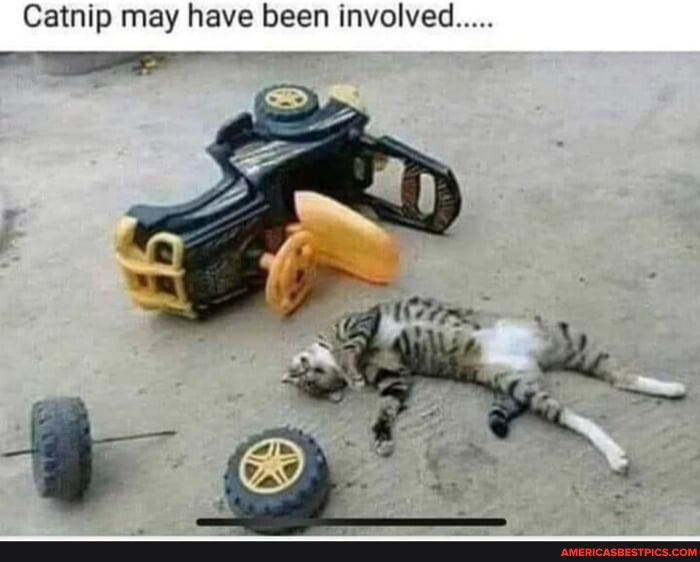 Catnip may have been involved
