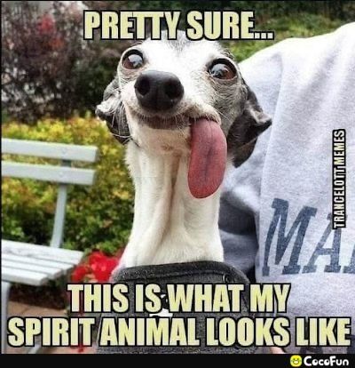 THIS IS WHAT MYIRS SPIRITANIMAL lllKSleKE